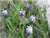 Fiori di montagna