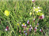 Fiori di montagna