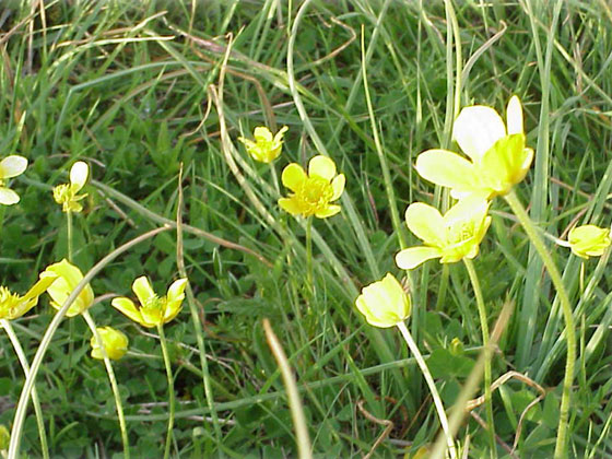 Fiori di montagna.