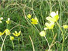 Fiori di montagna